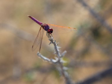 Kızıl Yusufçuk doğal ortamlarında fotoğraflandı..