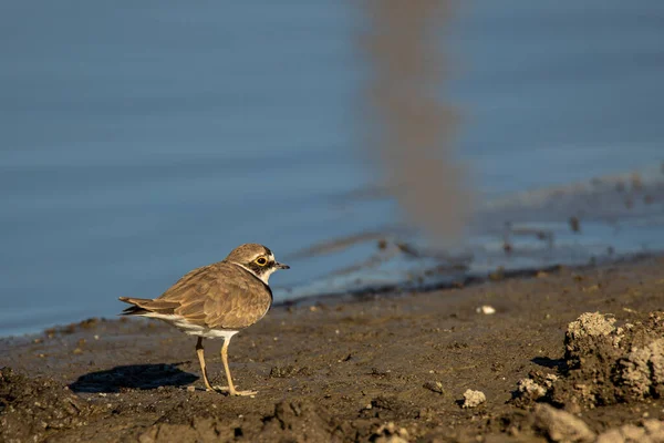Petit Pluvier Annelé Petit Oiseau Dans Son Environnement Naturel — Photo