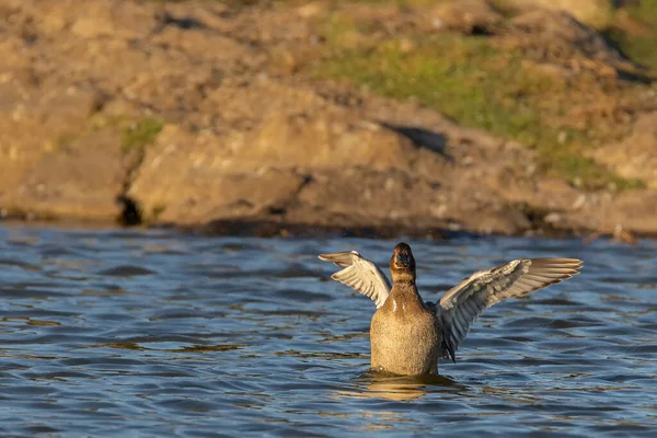 Pato Uma Lagoa Dehesa Luz Estremadura — Fotografia de Stock