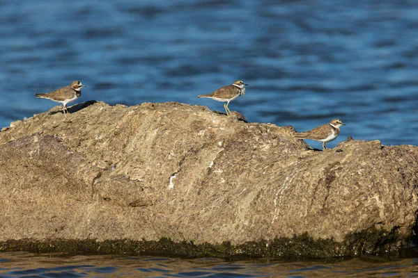Petit Pluvier Annelé Petit Oiseau Dans Son Environnement Naturel — Photo