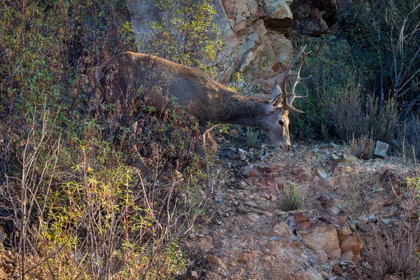 Jelen Národním Parku Monfrague Španělsko — Stock fotografie