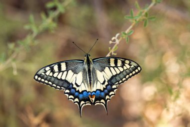 Papilio machaon. Kelebek doğal ortamında.