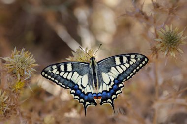 Papilio machaon. Kelebek doğal ortamında.