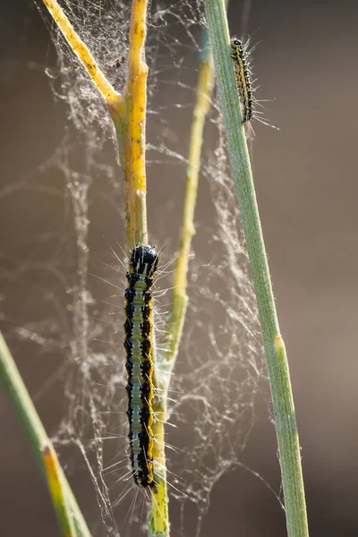 Larver Sin Naturliga Miljö — Stockfoto