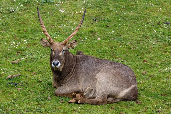 Kobus Ellipsiprymnus 是一种大型羚羊 广泛分布在撒哈拉以南非洲 — 图库照片