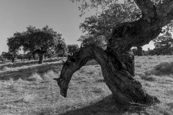 Paisaje Dehesa Arroyo Luz Extremadura España — Foto de Stock