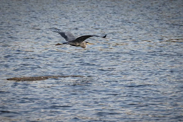 Heron Repül Egy Lagúna Felett — Stock Fotó