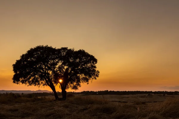 Paisaje Atardecer Con Rayos Sol Pasando Por Árbol — Foto de Stock