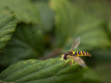Dipterous. Sinek türleri doğal ortamlarında fotoğraflanmıştır..