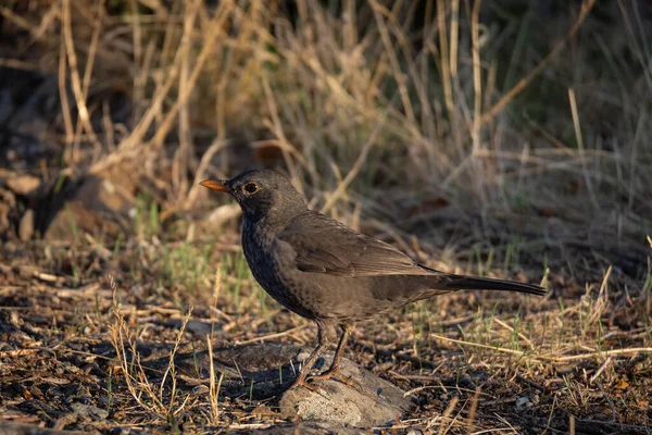 Blackbird Comum Pássaro Seu Ambiente Natural — Fotografia de Stock