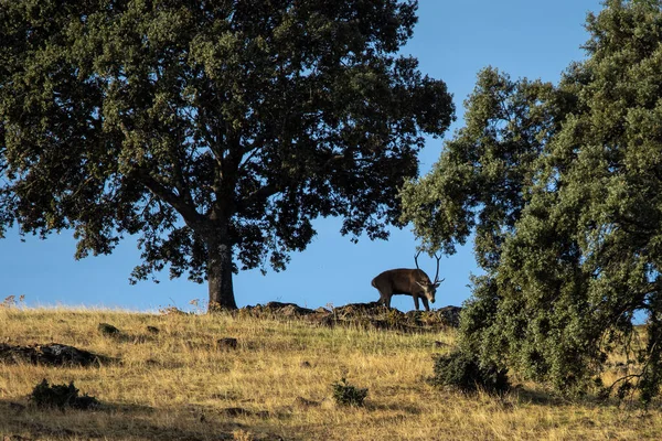 Jelen Národním Parku Monfrague Extremadura Španělsko — Stock fotografie