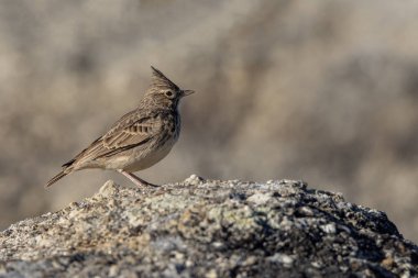 İbikli tarla kuşu. Kuş doğal ortamında.
