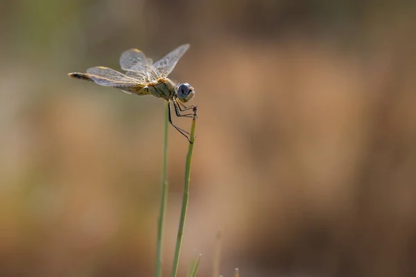 Gul Dragonfly Sin Naturliga Miljö — Stockfoto