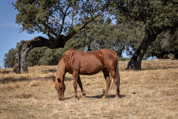 Caballo Pastando Campo — Foto de Stock