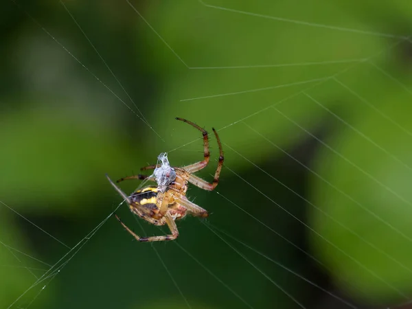 Spin Zijn Spinnenweb Met Gejaagd Insect — Stockfoto