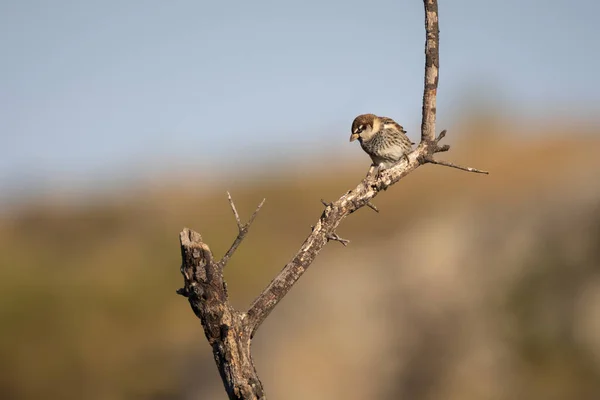Passero Spagnolo Uccello Nel Suo Ambiente Naturale — Foto Stock