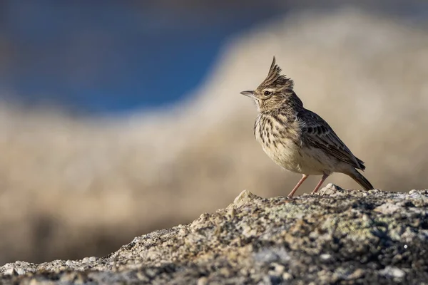 Crested Lark Oiseau Dans Son Environnement Naturel — Photo