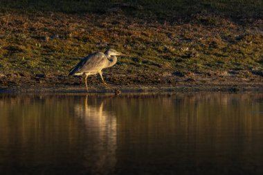 Gri balıkçıl doğal ortamında.