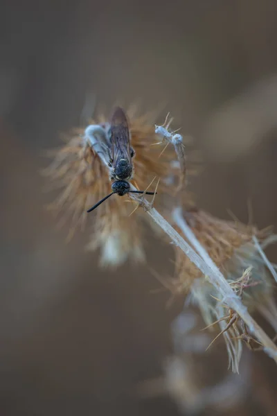 Peinlich Fliegenarten Ihrer Natürlichen Umgebung Fotografiert — Stockfoto