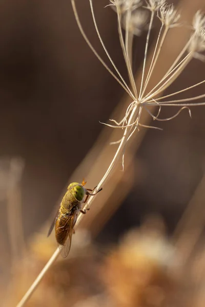 Diptère Espèces Mouches Photographiées Dans Leur Environnement Naturel — Photo