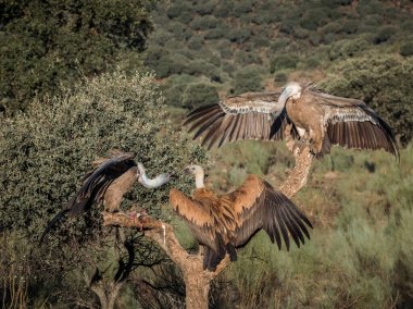 Griffon akbabası (Gyps fulvus). Üç Griffon akbabası yemek için yarışıyor..