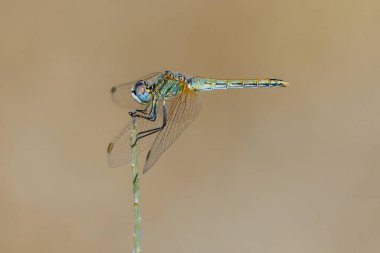 Yusufçuk Sempozyumu ince bir sapın üzerine tünemiş.
