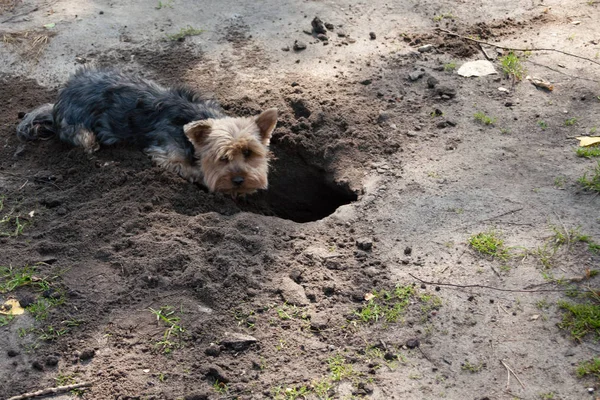 Yorkshire Terrier Uma Raça Cão Pequeno Tipo Terrier Desenvolvido Durante — Fotografia de Stock