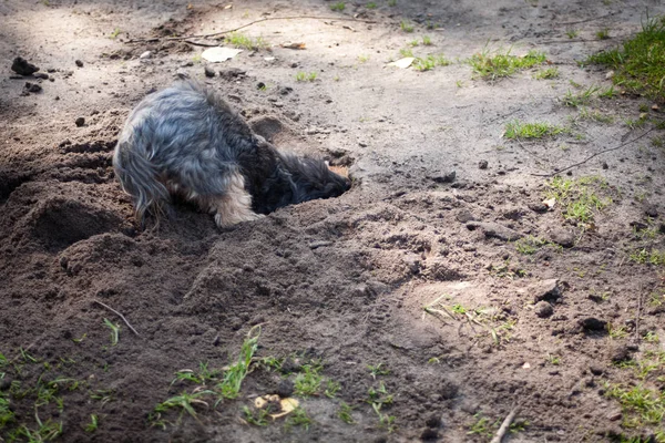 Yorkshire Terrier Una Razza Cani Piccola Taglia Tipo Terrier Sviluppato — Foto Stock