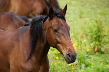 At, Equidae familyasından toynaklı otobur bir memeli. Tek bir türden oluşur ve çok sayıda türe 