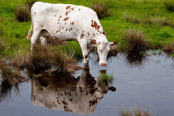 Ganado Ayrshire Una Raza Ganado Lechero Ayrshire Suroeste Escocia Vaca — Foto de Stock