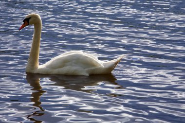 Dilsiz kuğu çok büyük beyaz bir su kuşudur. S şeklinde uzun bir boynu, siyah tabanlı turuncu bir gagası ve siyah bir topuzu vardır. Boynu genişlemiş ve düzenli, yavaş kanat çırpıyor.