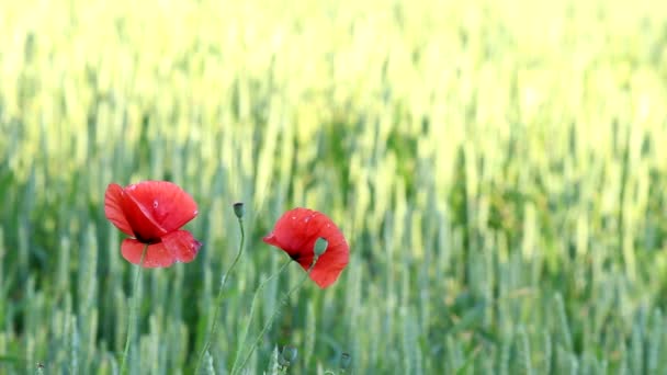 Wheat Field Red Poppy Flower Spring — Stock Video