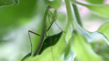 Genç dua mantis alan vahşi-sığ derinliği içinde