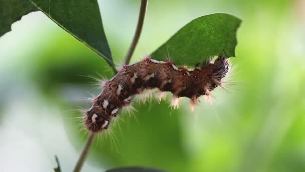 Firma Caterpillar Jedzenie Liść Zielony — Wideo stockowe