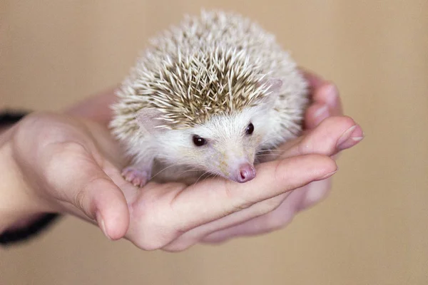 Niedlicher Igel Der Hand Nahaufnahme — Stockfoto