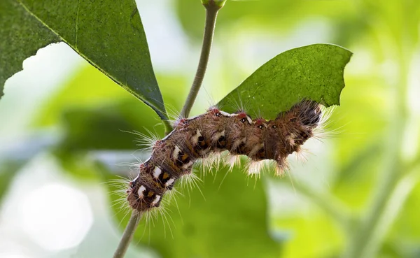 Kleurrijke Rups Eten Blad Close Rechtenvrije Stockafbeeldingen