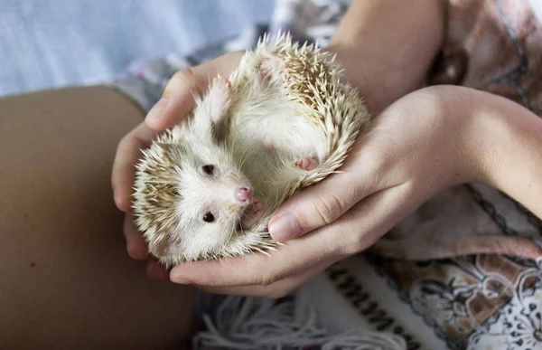 Afrikaanse Pygmy Egel Liggend Zijn Rug Handen Van Een Meisje Stockfoto