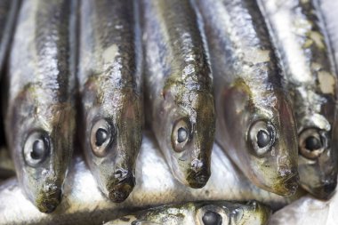 Close-up taze mavi balık - sardalyaları