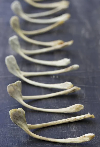 Wishbone Arranged Row — Stock Photo, Image