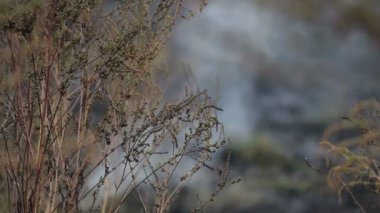 İklim değişiklikleri. Uzun süreli kuraklık sonuçları