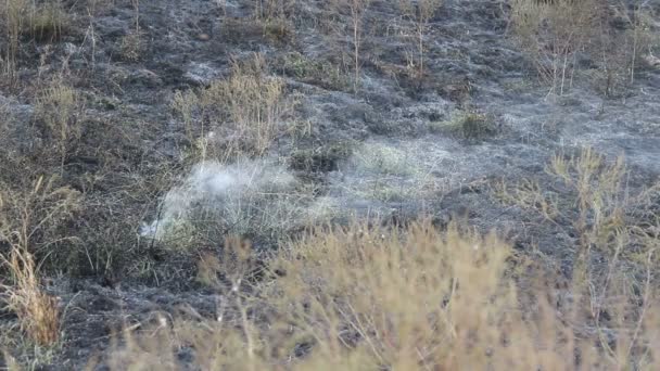 Feu de forêt qui fume et fume avec beaucoup de fumée .