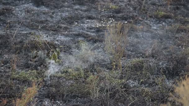 Campo Por Que Atravesó Fuego Con Mucho Humo Fuego Que — Vídeos de Stock