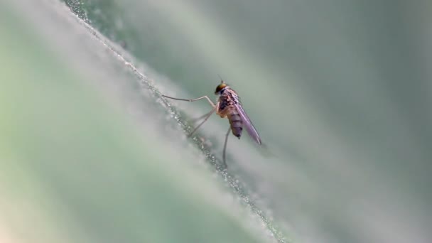 Rånare Flyga Insekt Sciapus Pallens Rengör Dina Vingar Närbild — Stockvideo