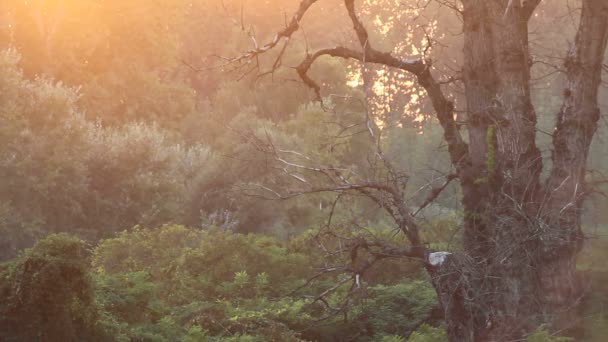 Bosque Húmedo Con Puesta Sol — Vídeos de Stock