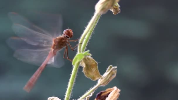 Schöne Rote Libelle Flattert Mit Den Flügeln Während Sie Auf — Stockvideo
