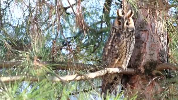Owl Long Eared Owl Asio Otus Pine Tree — Stock Video