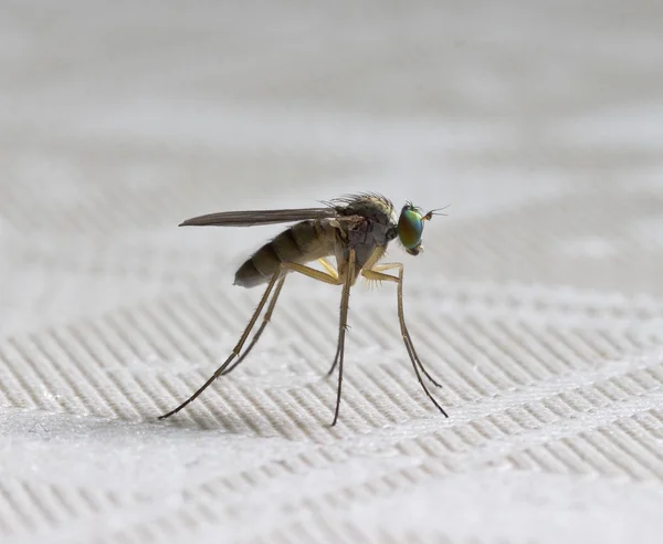 Vliegen insect — Stockfoto