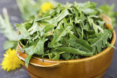 Dandelion bir salata için yaprakları