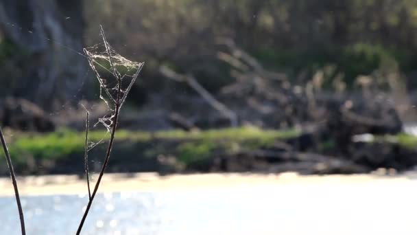 Ιστός Αράχνης Στον Άνεμο Στην Ακτή — Αρχείο Βίντεο