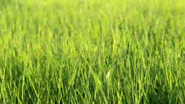 L'herbe se déplace dans le vent - fond abstrait 
